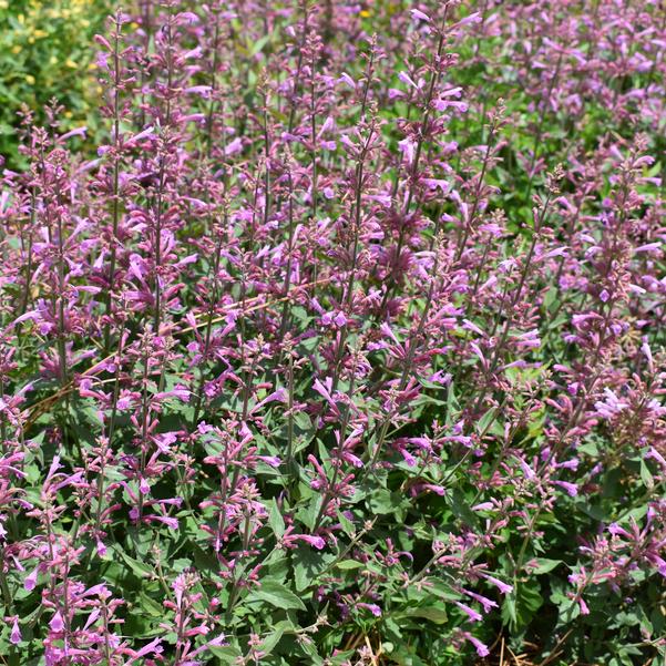 Agastache mexicana Summerlong™ 'Lilac' Image