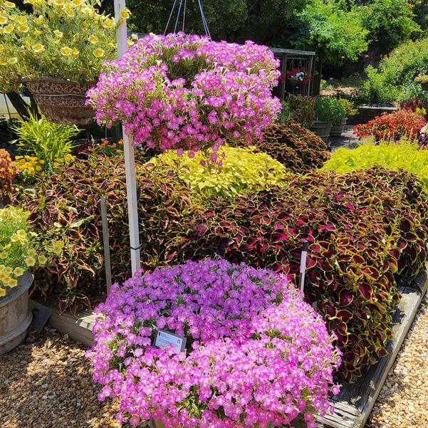 Petunia hybrid Supertunia Mini Vista® 'Pink Cloud™' Image