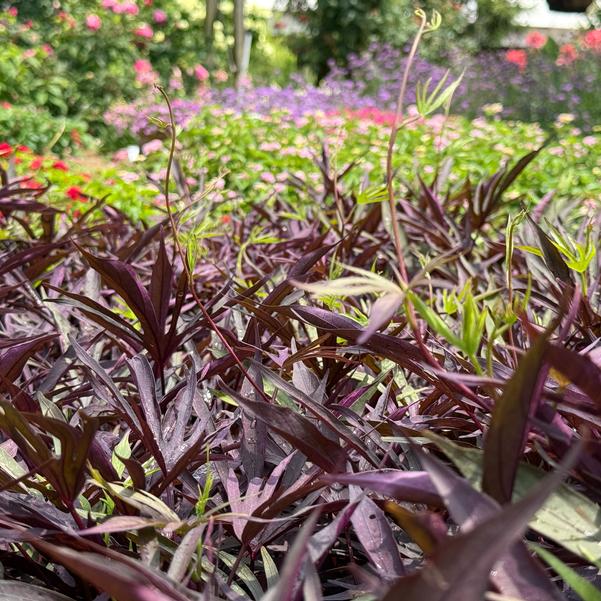 Ipomoea batatas Sweet Caroline 'Medusa™ Black' Image