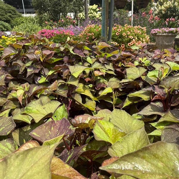 Ipomoea batatas Sweet Caroline Sweetheart 'Shadowstorm™' Image