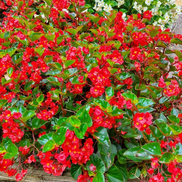 Begonia benariensis Surefire® 'Red' Image