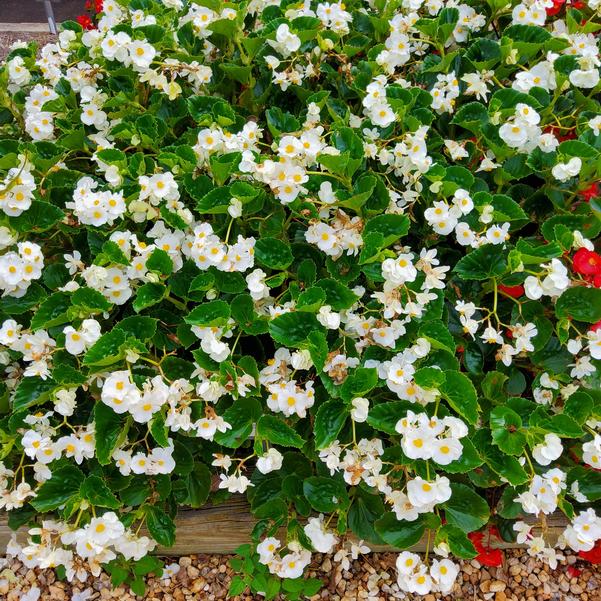 Begonia benariensis Surefire® 'White' Image