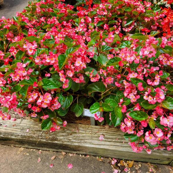 Begonia benariensis Surefire® 'Rose' Image