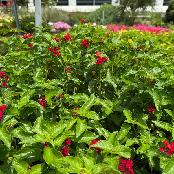 Lantana camara Luscious® 'Royale Red Zone™' Image