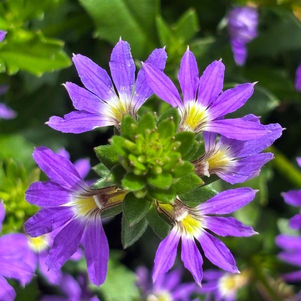 Scaevola Scala Cappello 'Blue' Image