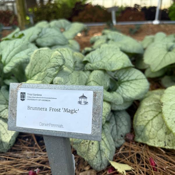 Brunnera Frost 'Magic' Image