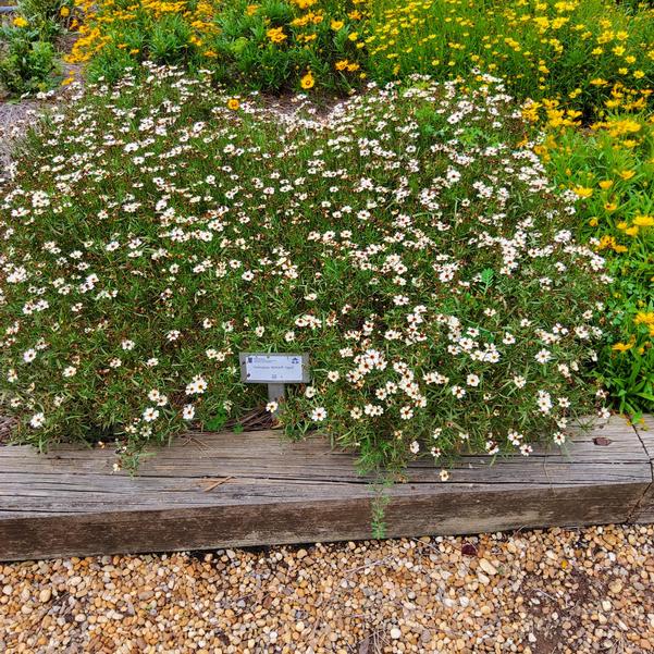Coreopsis NOVA® 'Opal' Image