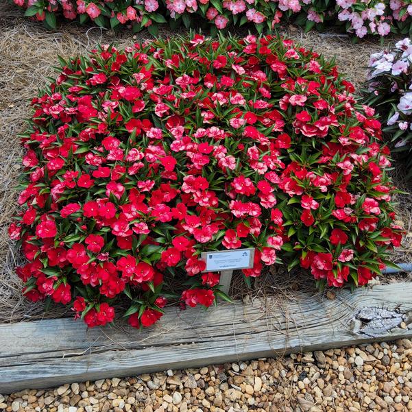Impatiens interspecific Spectra™ 'Deep Red' Image