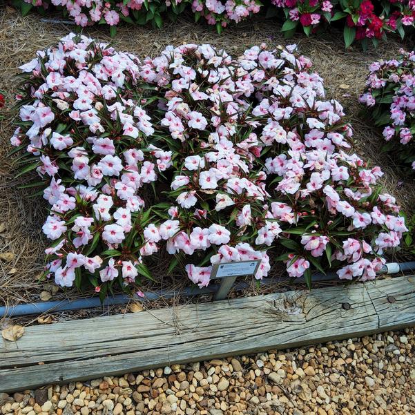 Impatiens interspecific Spectra™ 'Peach Bicolor' Image