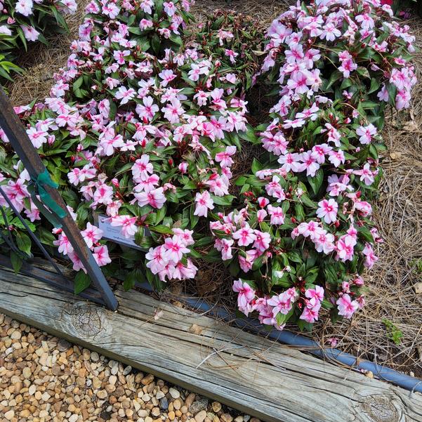 Impatiens interspecific Spectra™ 'Pink Bicolor' Image
