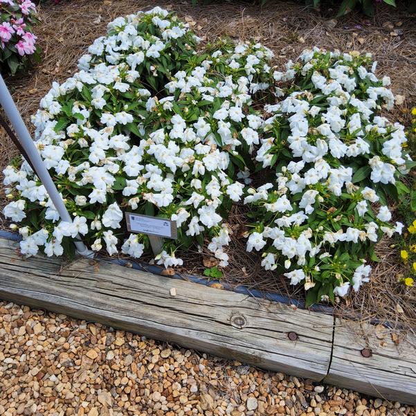 Impatiens interspecific Spectra™ 'White' Image