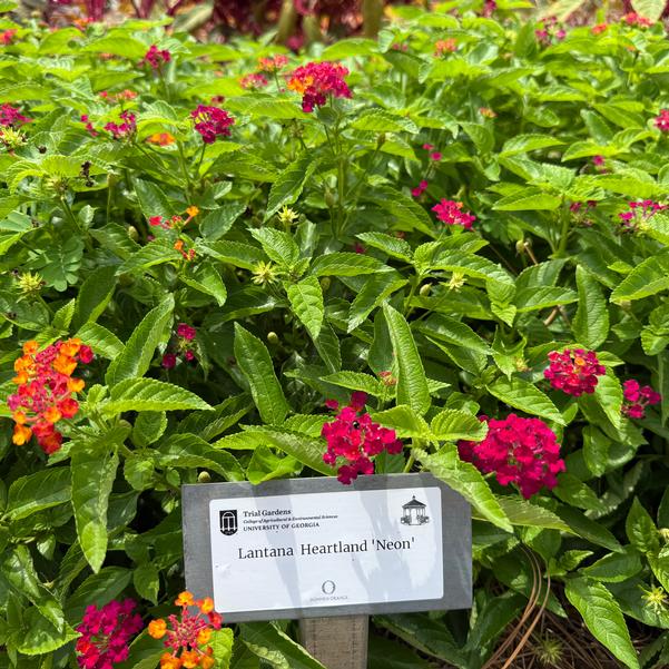Lantana Heartland 'Neon' Image