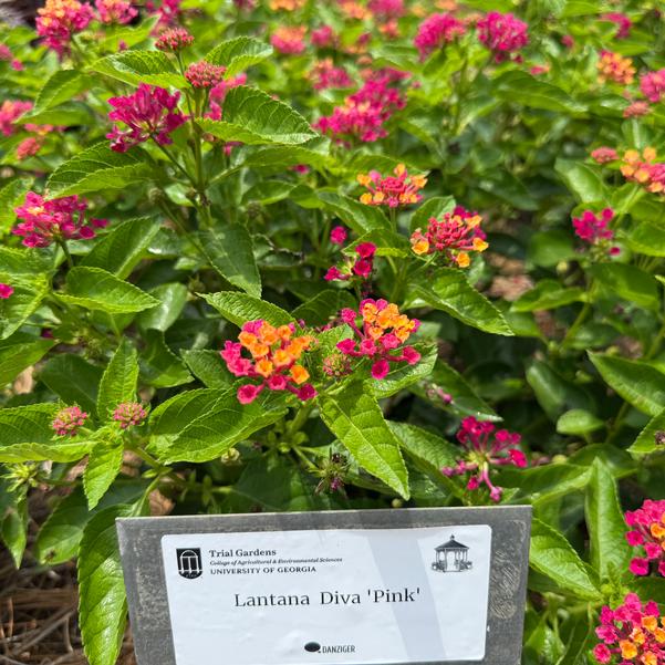 Lantana Diva 'Pink' Image