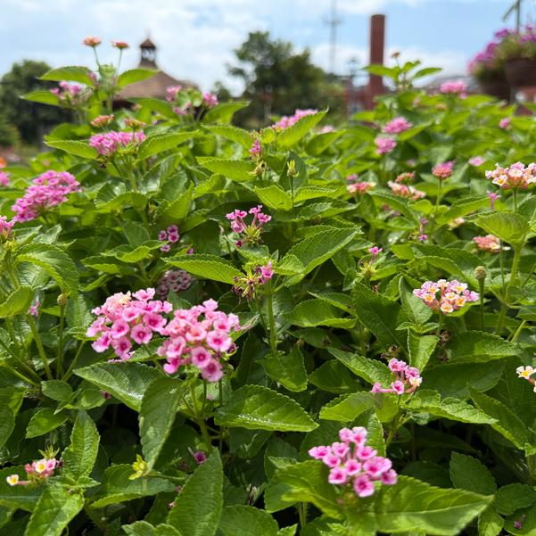 Lantana camara Bandolista™ 'Pink Lemonberry' Image