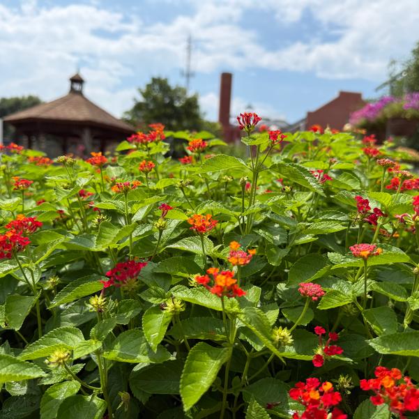Lantana camara Bandolista™ 'Red Chili' Image