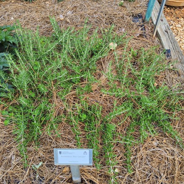 Rosmarinus Blue 'Cascade' Image