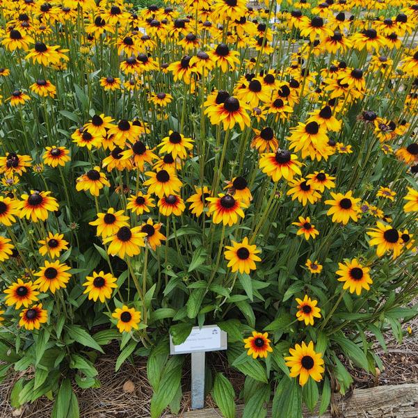 Rudbeckia Suntacular Image