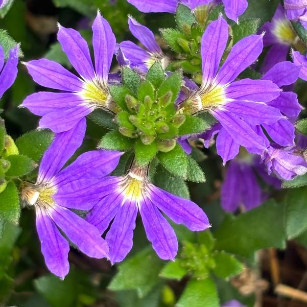 Scaevola Scala Cappello 'Scala Cappello Purple' Image
