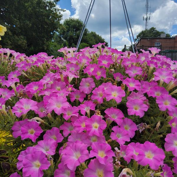 Petunia hybrid Supertunia Mini Vista® 'Pink Cloud™' Image