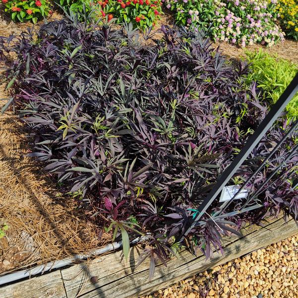 Ipomoea batatas Sweet Caroline 'Medusa™ Black' Image