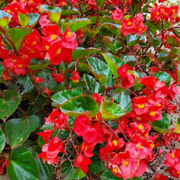 Begonia benariensis Surefire® 'Red' Image
