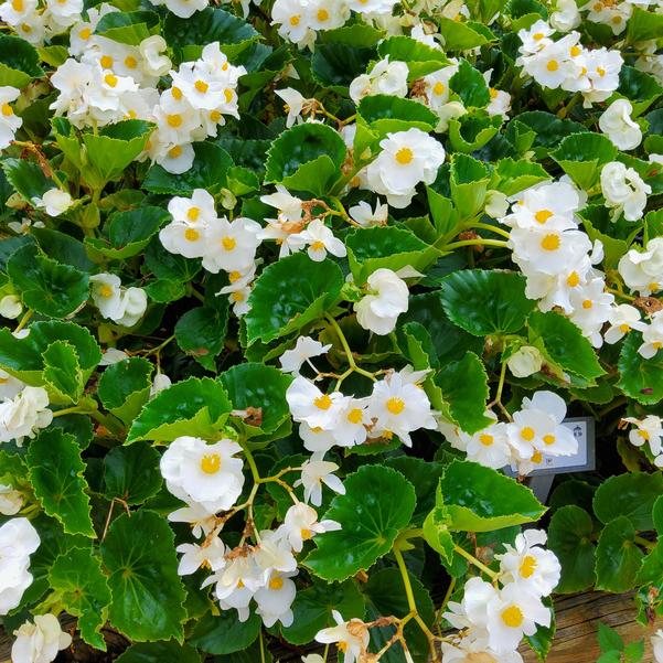 Begonia benariensis Surefire® 'White' Image