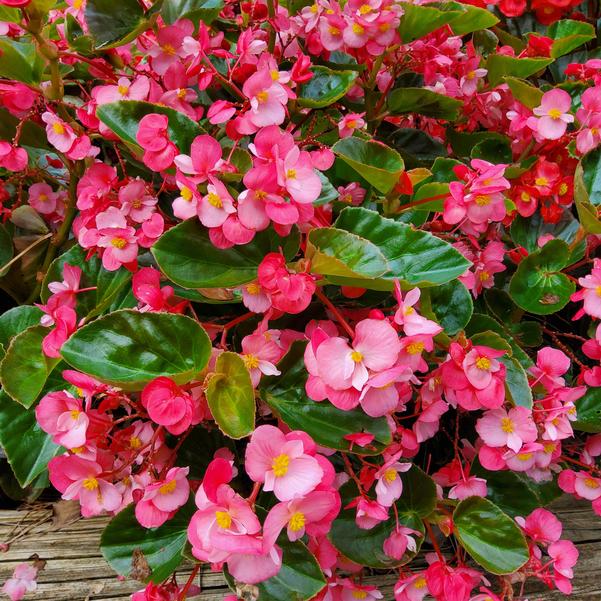 Begonia benariensis Surefire® 'Rose' Image