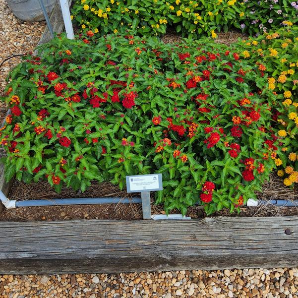Lantana camara Luscious® 'Royale Red Zone™' Image
