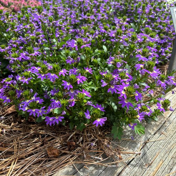 Scaevola Scala Cappello 'Blue' Image