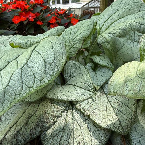 Brunnera Frost 'Magic' Image
