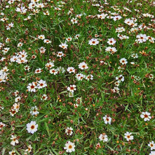 Coreopsis NOVA® 'Opal' Image