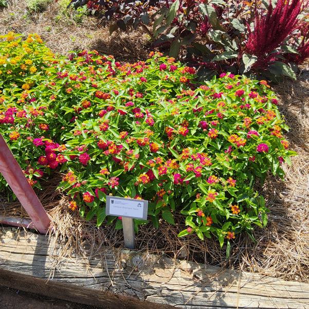 Lantana Heartland 'Neon' Image