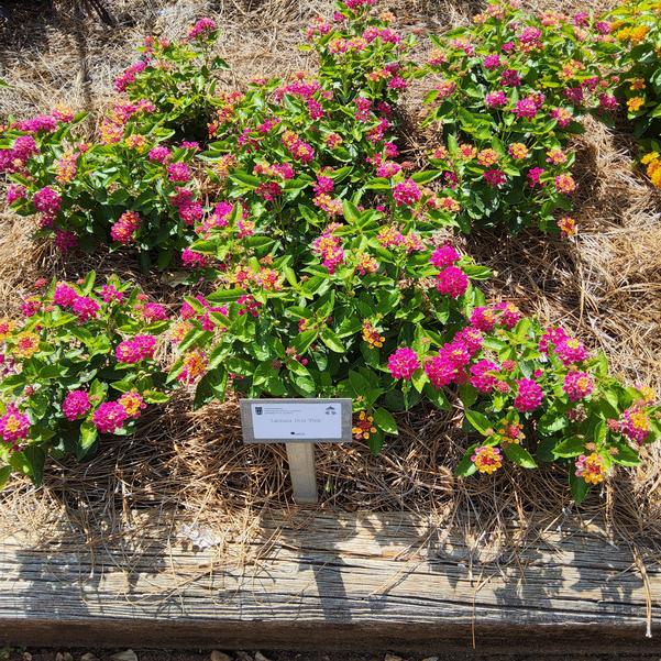 Lantana Diva 'Pink' Image