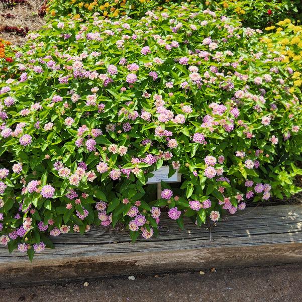 Lantana camara Bandolista™ 'Pink Lemonberry' Image
