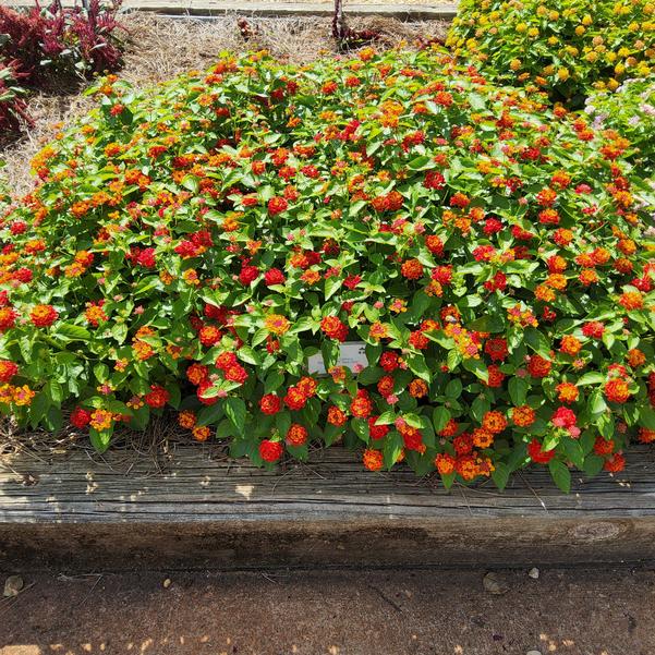 Lantana camara Bandolista™ 'Red Chili' Image
