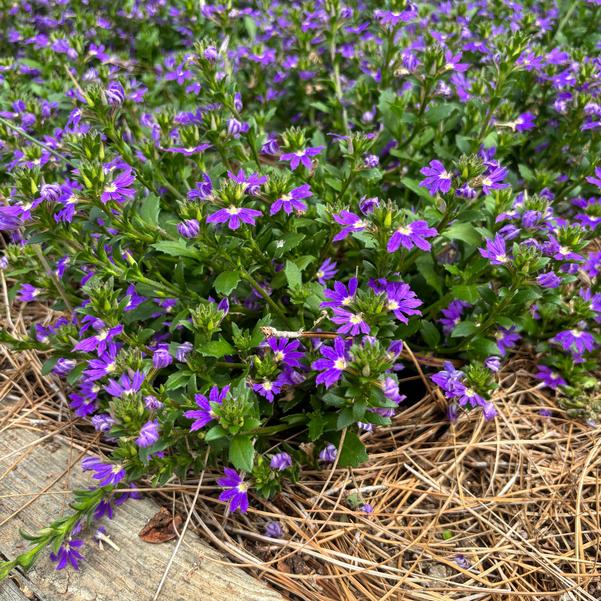 Scaevola Scala Cappello 'Scala Cappello Purple' Image