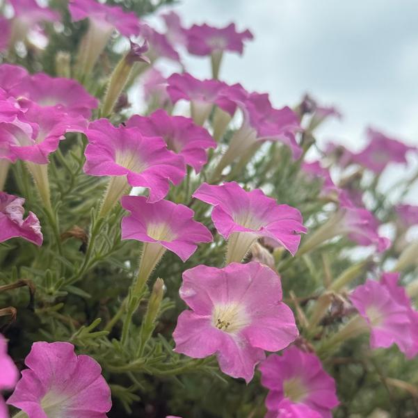 Petunia hybrid Supertunia Mini Vista® 'Pink Cloud™' Image