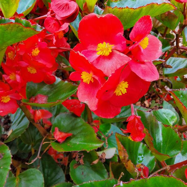 Begonia benariensis Surefire® 'Red' Image