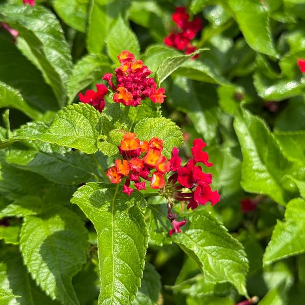 Lantana camara Luscious® 'Royale Red Zone™' Image