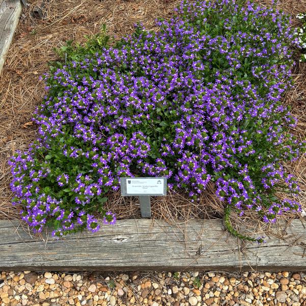 Scaevola Scala Cappello 'Blue' Image