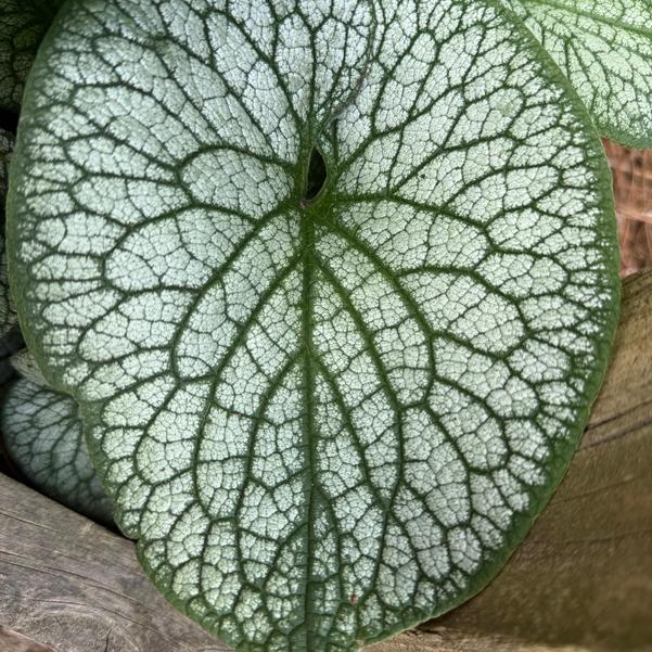 Brunnera Frost 'King' Image