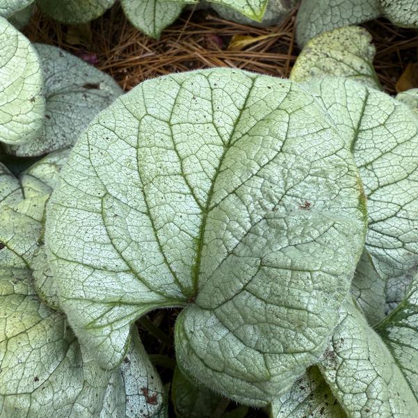 Brunnera Frost 'Magic' Image