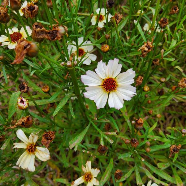 Coreopsis NOVA® 'Opal' Image