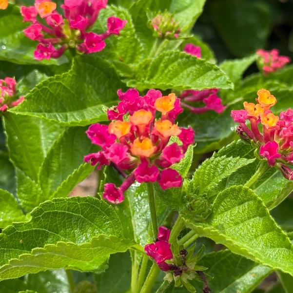 Lantana Diva 'Pink' Image
