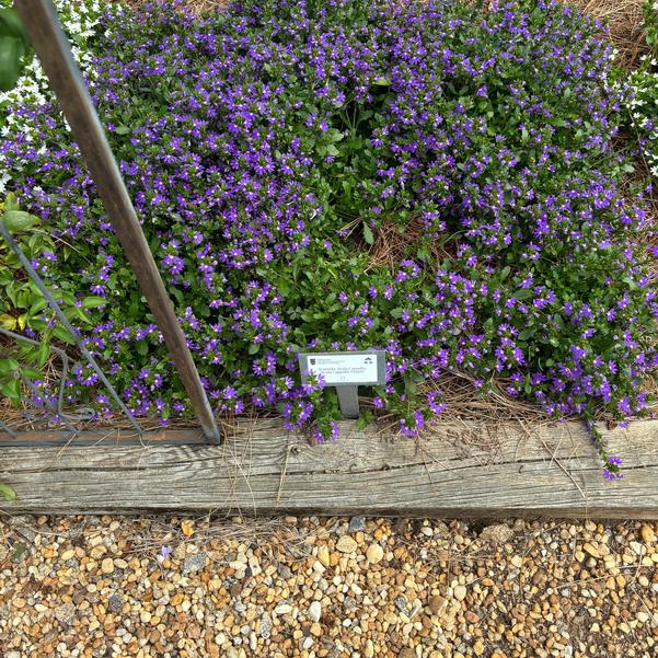 Scaevola Scala Cappello 'Scala Cappello Purple' Image