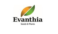 Evanthia Seeds and Plants