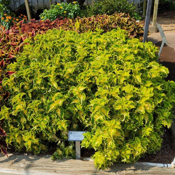 Coleus ChargedUp™ 'Keylime Fringe' Image