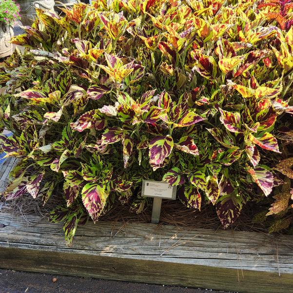 Coleus ChargedUp™ 'Prismatic' Image