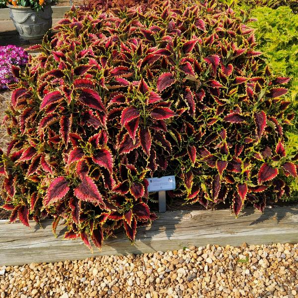 Coleus scutellarioides ColorBlaze® 'El Brighto' Image