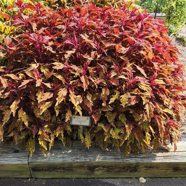 Coleus scutellarioides ColorBlaze® 'Pepper Flakes™' Image